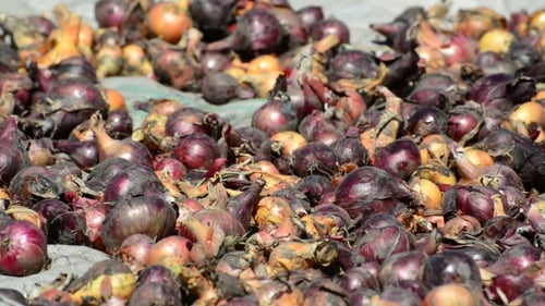 Harvest Onions Drying In Sun