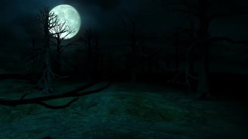 Mysterious Misty Forest Hd