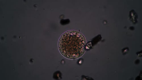 The Egg of Protozoa Aminal Swimming in Big Magnification Under the Microscope