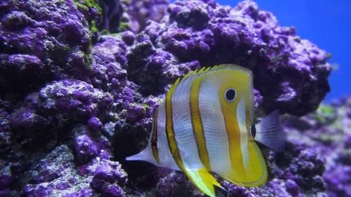 Beautiful Underwater World