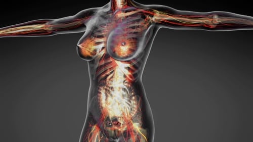 Cuerpo humano con órganos visibles