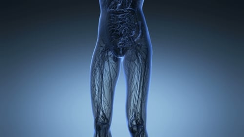 Cuerpo humano con órganos visibles