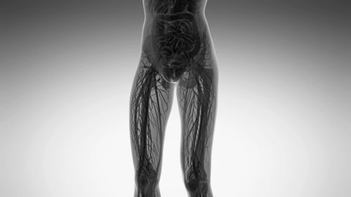 3D Female Human Body Scan with Visible Nervous System