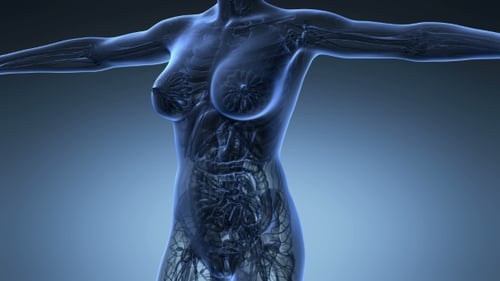 Cuerpo humano con órganos visibles