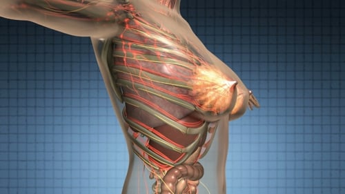Cuerpo humano con órganos visibles