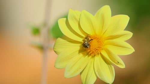 Bumblebee On Dahlia Flower