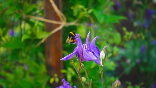 Hummel auf Aquilegia-Blume