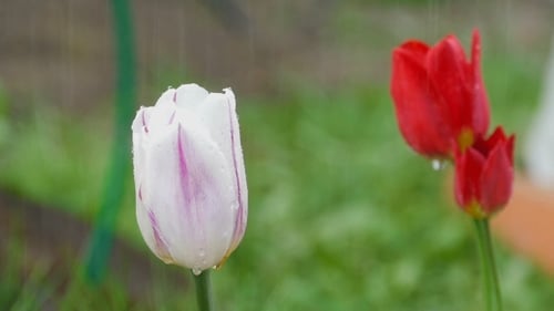 Tulips in the Rain, Close Up Shot