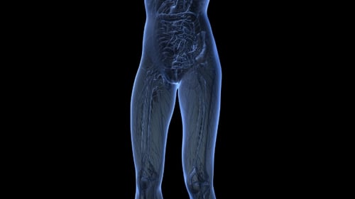 Cuerpo humano con órganos visibles