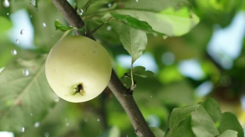 Summer Rain In The Garden With Apples