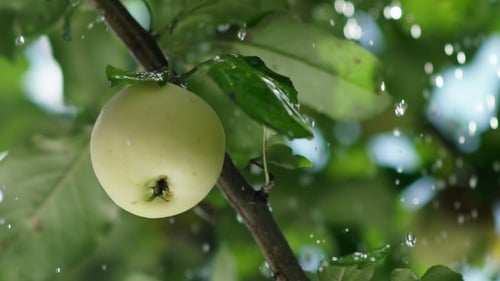 Rain Drops Fall On The Apple And The Tree Leaves. Apple Orchard.