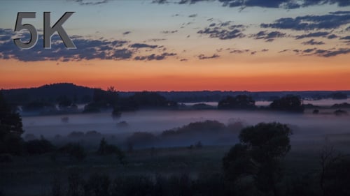 Night Fog in Forest