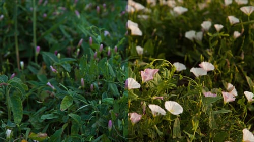 Fleurs du matin