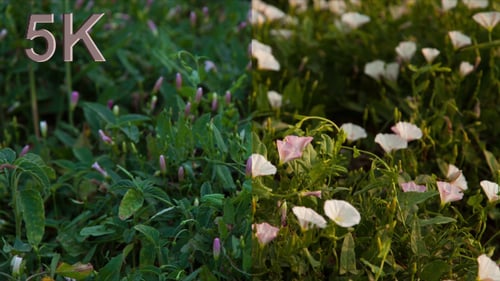 Fleurs d'ouverture