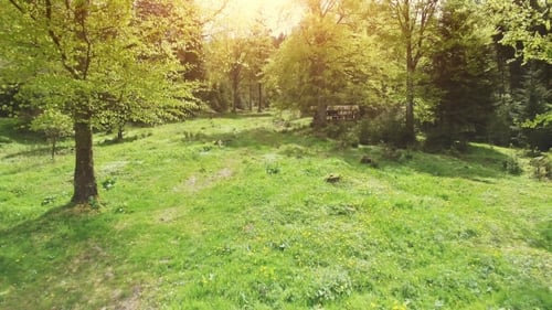 Sunny Forest