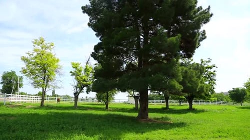 Pferdefarm