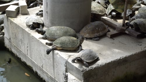 Sonnenbadende Schildkröten auf Betonkonstruktion