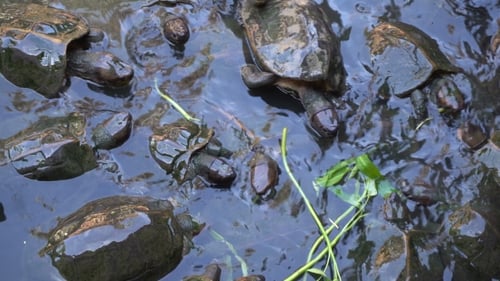Schildkröten im Tempelteich füttern