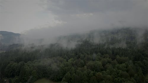 Fog Over the Forest