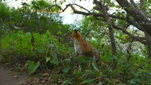 Red Fox Standing on a Rural Road