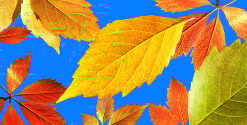 Falling Autumn Leaves Realistic Seamless Loop Video Background