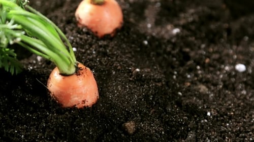 Fresh Carrots in Vegetable Garden or a Field