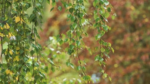 Branch Of Birch With Raindrops