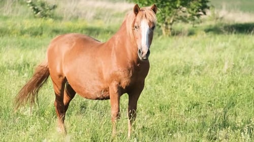 Ein wunderschönes rotes Pferd steht in der Mitte des Feldes und schaut in die Kamera