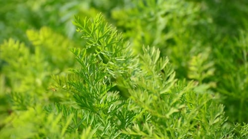 Feuilles de jeunes carottes dans le jardin