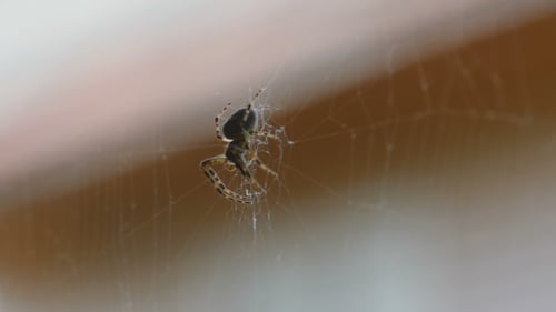 Araignée sur la toile, mange des proies