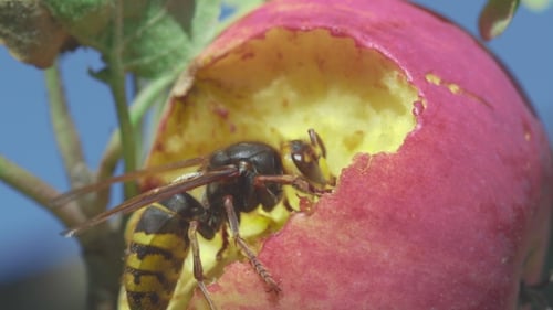 Hornisse frisst roten Apfel