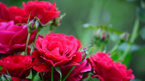 Red Roses Blooming in a Natural Garden Setting