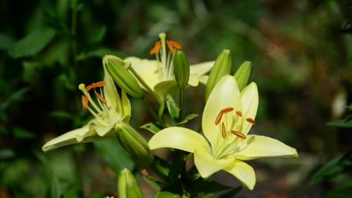 Pale Yellow Lilies Blooming in Garden