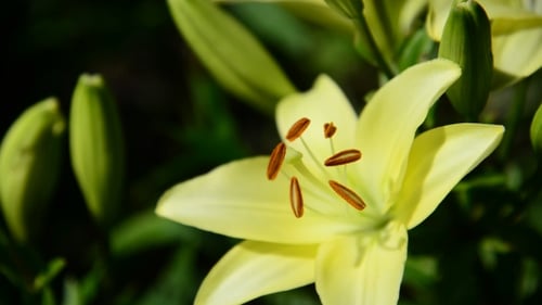 Grand lys variétal jaune dans un parterre de fleurs