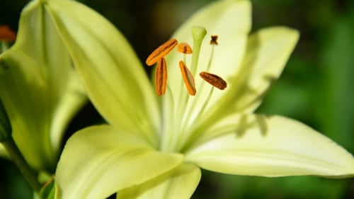 Close Up of Beautiful Yellow Lily Flower