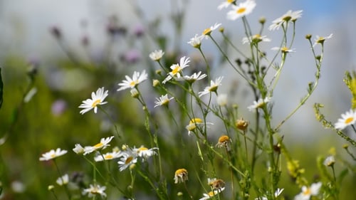 Close Up of Daisies Swaying in Field