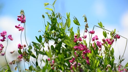 Beautiful Meadow With Wild Flowers On Sky Background