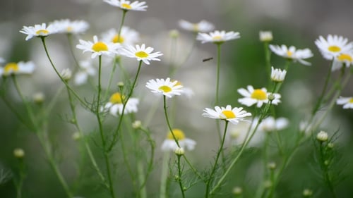 Daisies Swaying Gently in a Summer Meadow