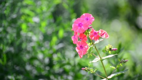 Pink Flowers Blooming in a Natural Garden