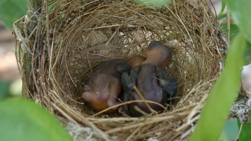 Two Baby Birds in Nest Among Green Leaves