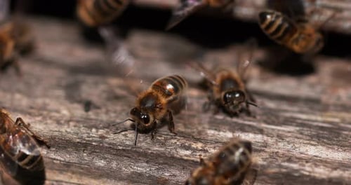European Honey Bee, apis mellifera, Bees standing at the Entrance of The Hive