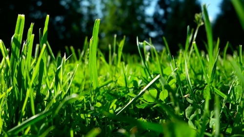 Grünes Gras auf getrimmtem Rasen