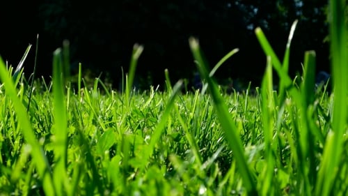 Grünes Gras auf getrimmtem Rasen. Natürlicher Sommer-Hintergrund