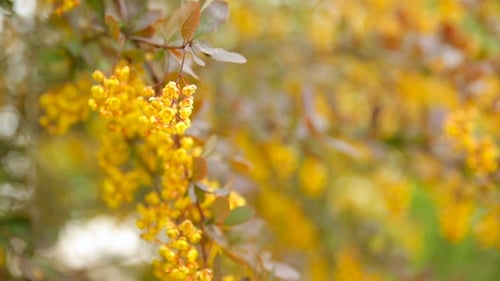 Berberis Ottawensis en fleurs, arbuste à feuilles caduques et à feuilles persistantes. Fleurs jaune vif, printemps naturel