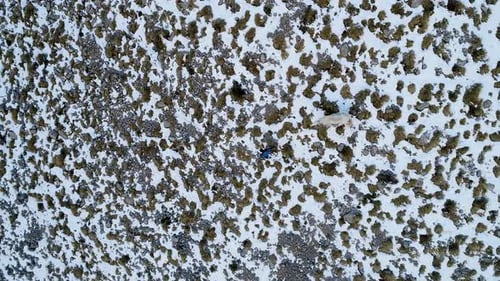 Aerial View of Dog and Person in Snowy Mountains