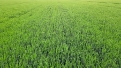 Feld des jungen grünen Weizens wächst im Sommer