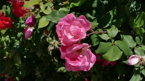 Pink Roses Blooming on Sunny Day