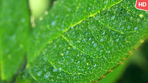 Green Leaf 0500