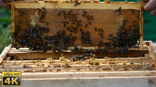 Beekeeper Inspecting Honeycomb Frame in Outdoor Apiary