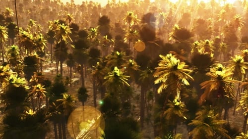 Palmeral tropical al atardecer